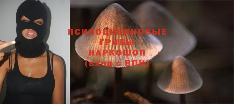 купить наркоту  Нерчинск  Галлюциногенные грибы Magic Shrooms 